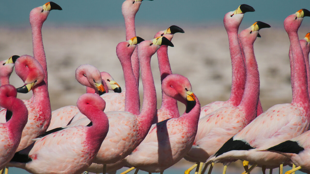 Life in Color with David Attenborough | Netflix Official Site